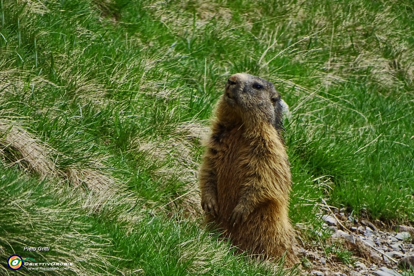 29 Marmotta in sentinella !.JPG -                                